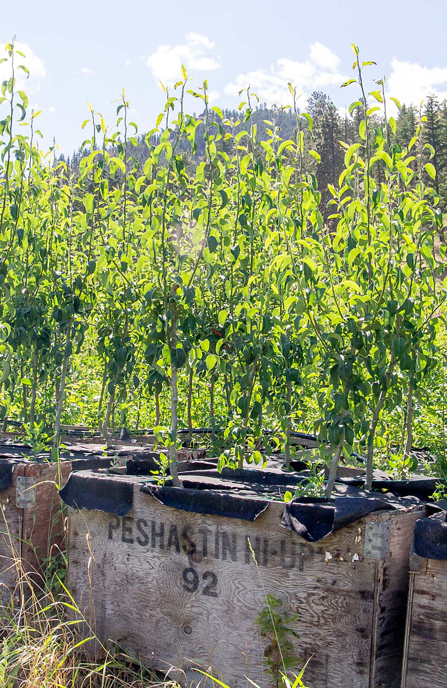 In older pear blocks, the Millers regularly plant new trees to fill gaps or increase density, but they struggle to fill space quickly in competition with established trees. Kameron Miller started these baby trees in old bins to help them gain extra growth, protected from nibbling deer and herbicide sprays, before he transplants them. (Kate Prengaman/Good Fruit Grower)