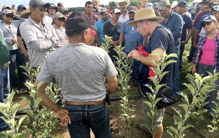 Participants who attended the 2016 Hispanic Summer Fruit Tour heard a presentation from Mario Miranda Sazo (right), Cornell Cooperative Extension fruit specialist, and Juan Pascal (left), a VanDeWalle Fruit Farm employee with 30 years of nursery experience, on feathering and tree growing techniques near Alton, New York. (Courtesy Matt Wells/Cornell Cooperative Extension)