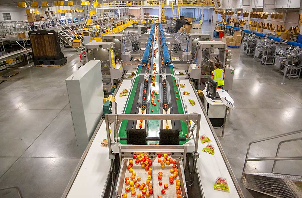 On the new packing line for Honeybear Growers, early Honeycrisps presorted for bagging in August move along interior conveyors toward automated filling machines, while outside conveyors take filled pouches away. A surge in demand for prepacked produce prompted the Brewster, Washington, shipper to redesign some of the elements of its already-planned new packing line. Apple packers throughout the country made similar, if less capital-intensive, adjustments. (Ross Courtney/Good Fruit Grower)