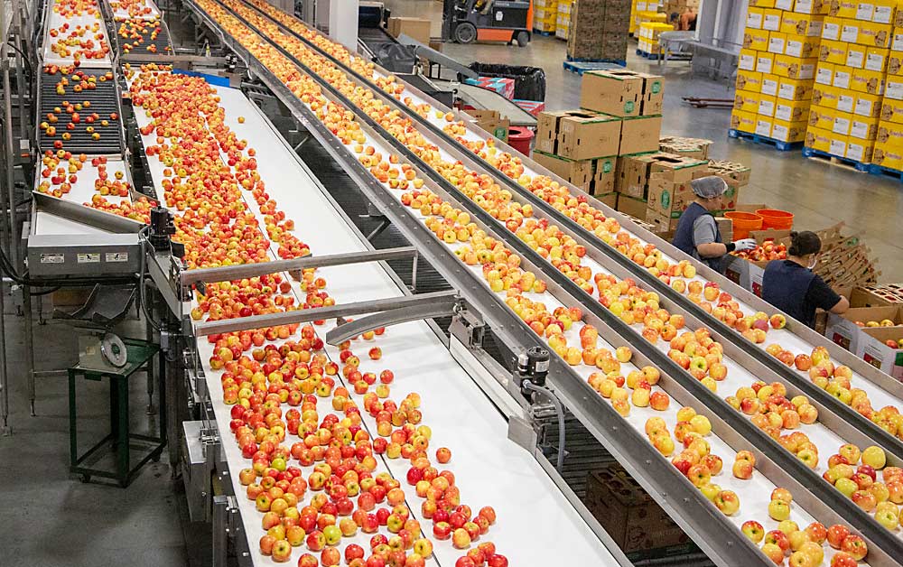 At right, large apples head toward Honeybear’s tray-packing drops while the smaller apples at left circulate on a reverse flow conveyor, waiting their turn at the automated baggers. The packing facility’s innovation lies in this layout, which allows managers to separate fruit for bagging from tray fruit early in the process and reduce repacking. (Ross Courtney/Good Fruit Grower)