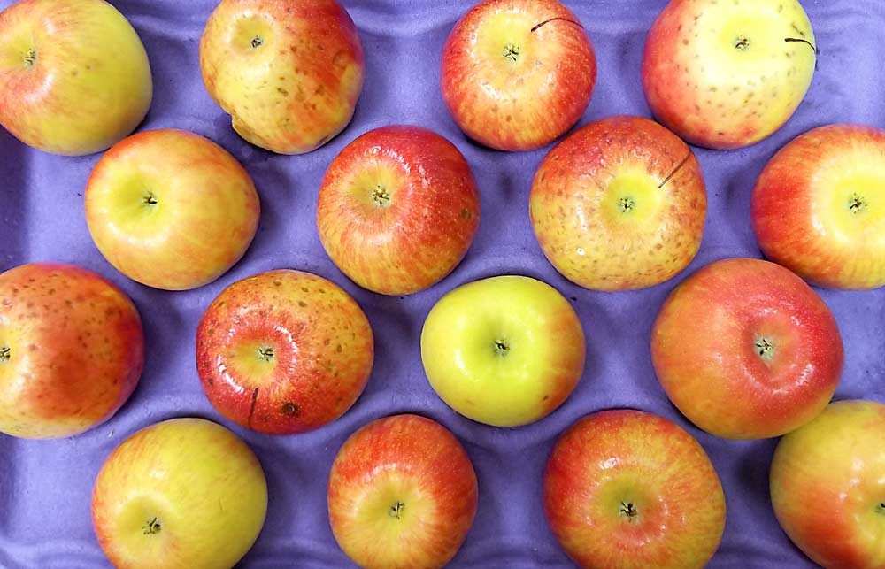 A tray of Honeycrisp apples showing typical bitter pit symptoms at Dan Donahue’s Cornell Cooperative Extension lab. Donahue, a Cornell tree fruit specialist, said bitter pit is a “terrible scourge” in New York’s Hudson Valley, and he’s studying ways to fight it. (Courtesy Sarah Elone/Cornell University)