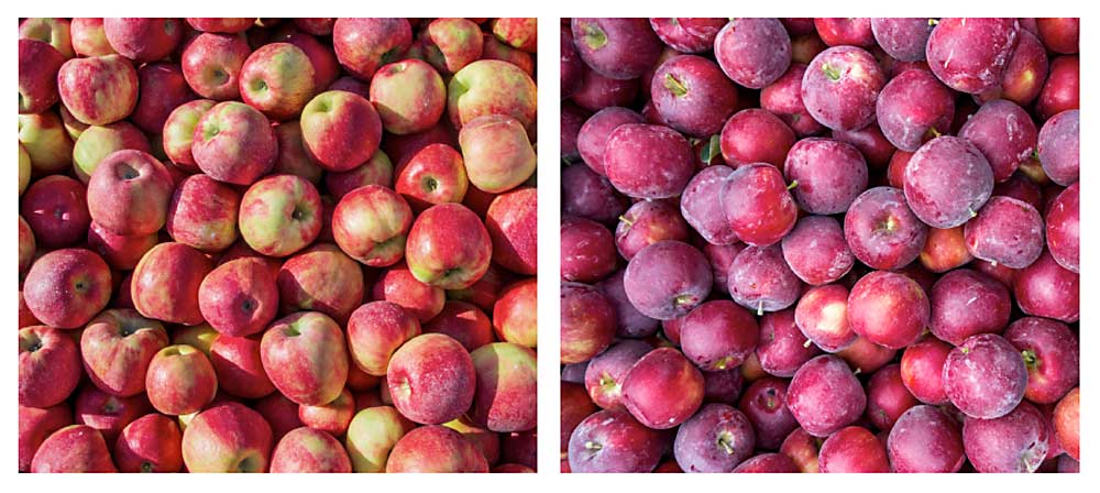 Harvested bins of Honeycrisp, left, and Cosmic Crisp, right. (Photos by TJ Mullinax/Good Fruit Grower)