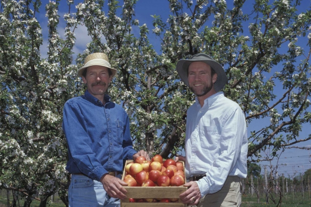 'Honeycrisp' TM apple developed by the University of Minnesota Agricultural Experiment Station, project #21-016, "Breeding and genetics of fruit crops for cold climates," principal investigator, Jim Luby, scientist, David Bedford. Released in 1991. (Courtesy of University of Minnesota)