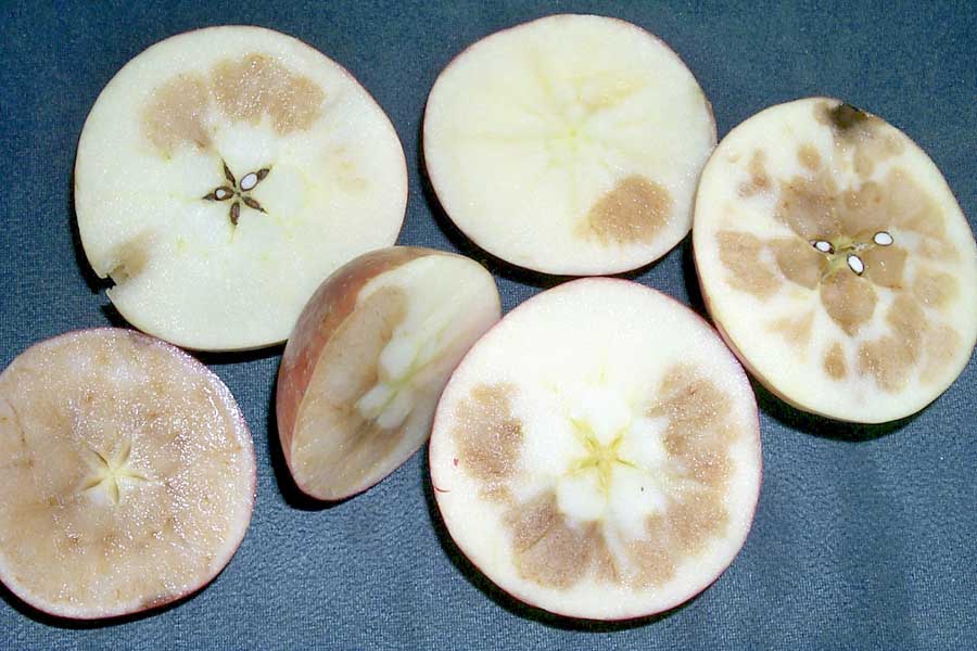 This interior browning damage in Honeycrisp is characteristic of elevated postharvest levels of carbon dioxide. Unlike other varieties that do just fine at 3 percent carbon dioxide, MSU’s Randy Beaudry says levels must remain below 1 percent for the first 30 days after harvest if fruit has not been treated with diphenylamine (DPA). (Courtesy Randolph Beaudry)