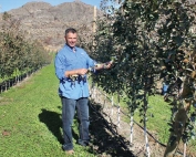 Dave Taber wants to complete the canopy before cropping his Honeycrisp trees. (Geraldine Warner/Good Fruit Grower)