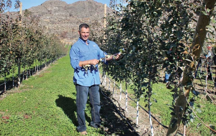 Dave Taber wants to complete the canopy before cropping his Honeycrisp trees. (Geraldine Warner/Good Fruit Grower)