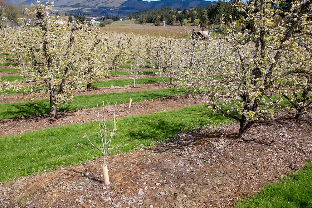 Modernizing their blocks little by little, the Davis family has fourth-leaf Golden Bosc trees amid Anjous and Bartletts dating back to the 1970s and 1980s. (Ross Courtney/Good Fruit Grower)