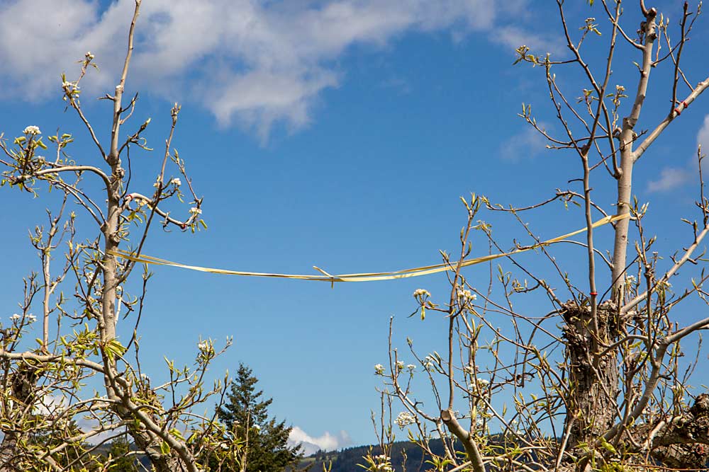 Strapping together leaders supports heavy crop loads in the Davis family's pear orchard. (Ross Courtney/Good Fruit Grower)