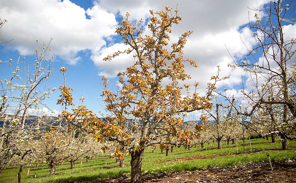 A 20th Century Asian pear is mostly for pollination, though the family harvests the fruit for farm markets. (Ross Courtney/Good Fruit Grower)