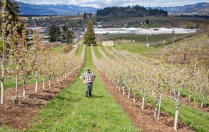 Fifth-generation grower Aubrey Davis poses with his family’s newest Bartlett pears, planted five years ago in 18-foot rows and trained with three steep leaders, near Hood River, Oregon. (Ross Courtney/Good Fruit Grower)