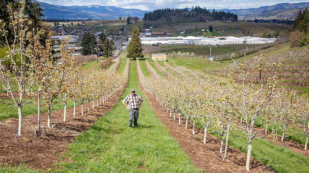 Fifth-generation grower Aubrey Davis poses with his family’s newest Bartlett pears, planted five years ago in 18-foot rows and trained with three steep leaders, near Hood River, Oregon. (Ross Courtney/Good Fruit Grower)