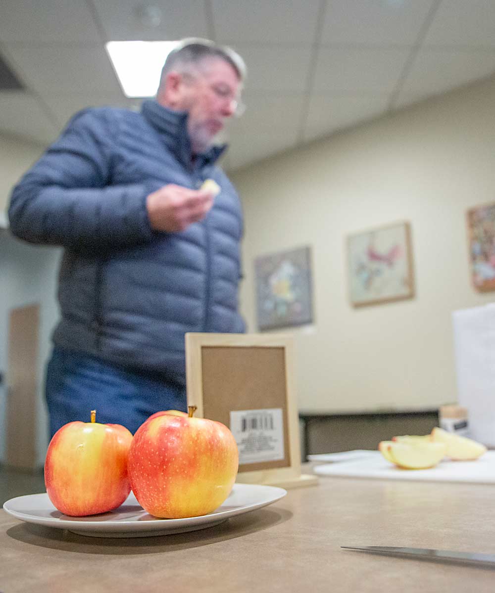 Tom Kunkel, a field manager for Stemilt Growers, tastes a slice of the WA 64 apple in January at an industry meeting in Wenatchee, Washington. (Ross Courtney/Good Fruit Grower)