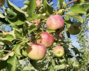 Sun Orchard Fruit Co., Honeybear Brands’ exclusive Eastern U.S. packing partner, will pay a premium for Pazazz apples, similar to those paid for Honeycrisp or other club varieties.(Courtesy Dan Pettit)