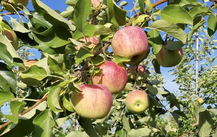 Sun Orchard Fruit Co., Honeybear Brands’ exclusive Eastern U.S. packing partner, will pay a premium for Pazazz apples, similar to those paid for Honeycrisp or other club varieties.(Courtesy Dan Pettit)
