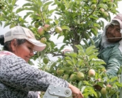 Longtime employees Maria Reynoso and her husband, Roman Luna, thin Gala apples by hand, something they did not do at all last year thanks to Wittenbach’s precision crop load planning. This year, a spring frost and unusual weather at bloom threw off the plan. (Ross Courtney/Good Fruit Grower)