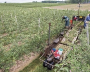 Clif Walters, left, and Clovis Bair work on a Huron Fruit Systems mechanical platform thinning apples at Wafler Farms in Wayne County, New York on July 1, 2016. (TJ Mullinax/Good Fruit Grower)