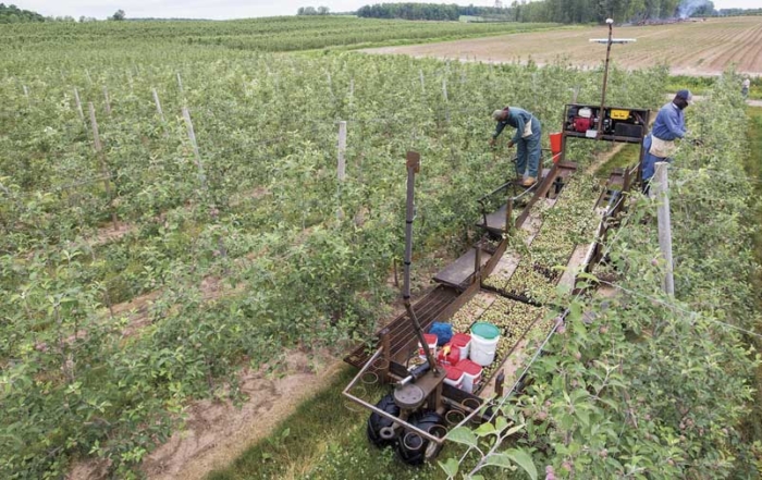 Clif Walters, left, and Clovis Bair work on a Huron Fruit Systems mechanical platform thinning apples at Wafler Farms in Wayne County, New York on July 1, 2016. (TJ Mullinax/Good Fruit Grower)