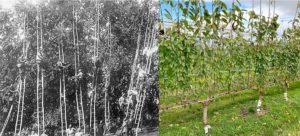 Because it evolved in forests, the cherry tree can grow up to 135 feet. That incredible vigor can make it difficult to manage, as seen in the photo at left, taken during an Italian cherry harvest about a century ago. (The handmade wooden ladders are 35 to 40 feet long.) But over the years, dwarfing rootstocks and a greater knowledge of the tree’s physiology have tamed the forest giant, allowing researchers to guide its natural growth habit into a shape as unusual as a UFO (upright fruiting offshoots) system, seen at right. (Photos courtesy Greg Lang/Michigan State University)