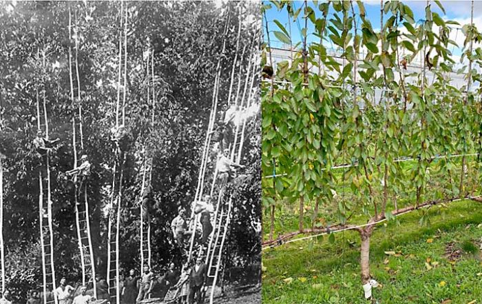 Because it evolved in forests, the cherry tree can grow up to 135 feet. That incredible vigor can make it difficult to manage, as seen in the photo at left, taken during an Italian cherry harvest about a century ago. (The handmade wooden ladders are 35 to 40 feet long.) But over the years, dwarfing rootstocks and a greater knowledge of the tree’s physiology have tamed the forest giant, allowing researchers to guide its natural growth habit into a shape as unusual as a UFO (upright fruiting offshoots) system, seen at right. (Photos courtesy Greg Lang/Michigan State University)