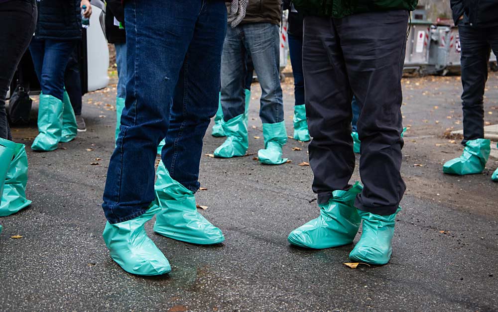 Italian drivers like to keep their buses clean, so tour-goers with the International Fruit Tree Association donned plastic booties Nov. 13 to check out planar cordon apple, peach and plum research trials at the University of Bologna. (Ross Courtney/Good Fruit Grower)