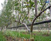 A two-leader — or bi-axis, as it’s called in Italy — Fuji row stretches like a thin two-dimensional wall in a planar cordon apple trial at the University of Bologna. Each upright shoot is 30 centimeters apart. (Ross Courtney/Good Fruit Grower)