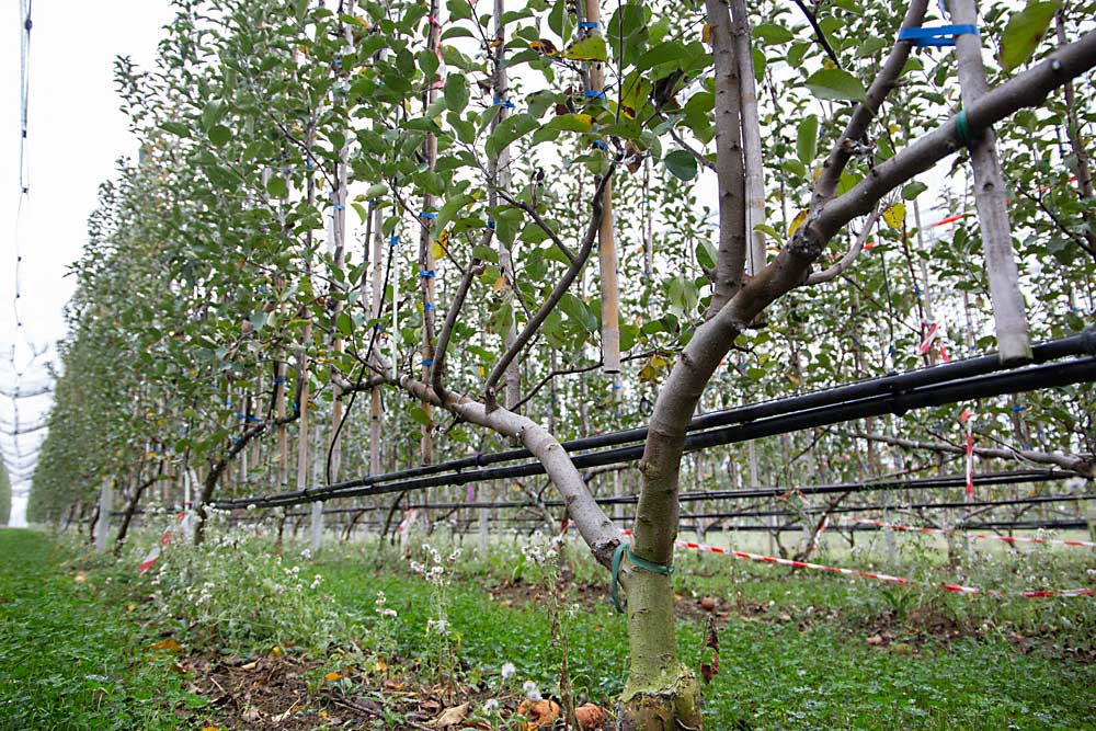 A two-leader — or bi-axis, as it’s called in Italy — Fuji row stretches like a thin two-dimensional wall in a planar cordon apple trial at the University of Bologna. Each upright shoot is 30 centimeters apart. (Ross Courtney/Good Fruit Grower)