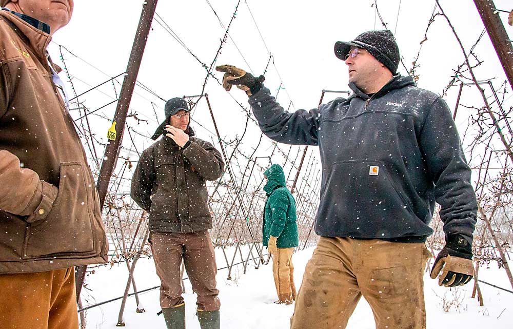 Justin Finkler, Riveridge operations manager, shows IFTA visitors his company’s first V-trellis block, Royal Red Honeycrisp on Nic.29. He said one of the advantages of the system is that it cuts back on tree training and limb tying. The trees, planted in 2014, still need to fill space at the top wire, which is about 10 feet high. (Matt Milkovich/Good Fruit Grower)