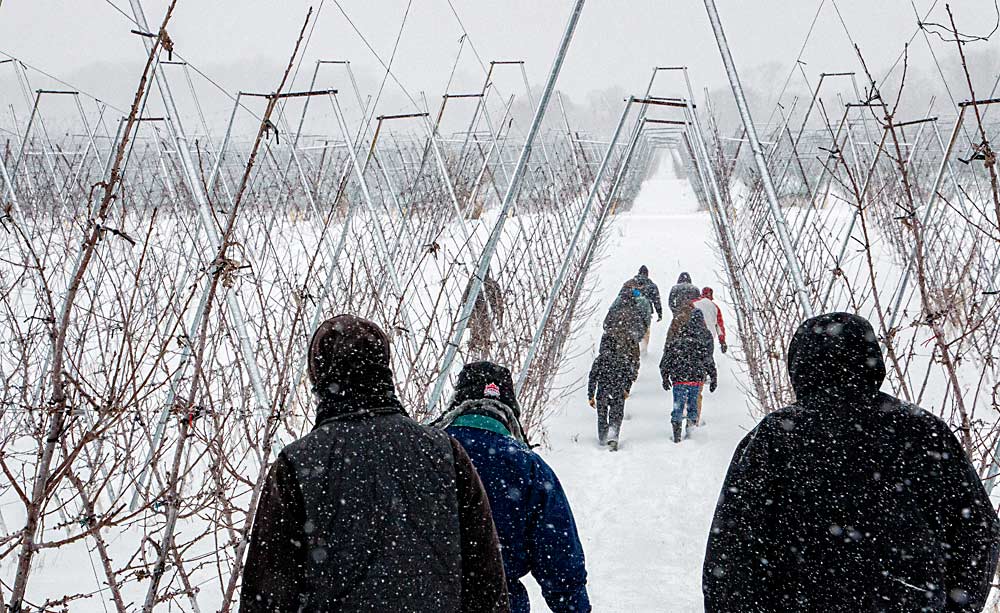 During a tour held in conjunction with the International Fruit Tree Association’s annual conference in February, visitors trudge through a V-system block at a Riveridge Land Co. orchard in Grant, Michigan. Riveridge first planted trees on V-trellis in 2014 and now grows 260 acres of apples on the system, which is more common in the Western United States. (Matt Milkovich/Good Fruit Grower)