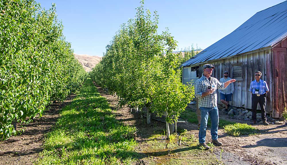 Ray Schmitten, horticulturist for Blue Star Growers, discusses an Anjou block planted in 2012 at 14-foot row spacing near Cashmere. The average row width in the Wenatchee River Valley is closer to 20 or 22 feet, he said. (Ross Courtney/Good Fruit Grower)