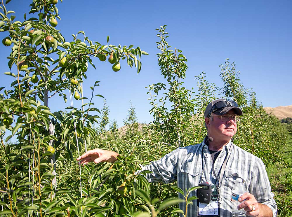 Ray Schmitten, now the manager of Blue Bird Inc., leads a discussion in an Entiat, Washington, pear block in July 2022 for an International Fruit Tree Association tour. (Ross Courtney/Good Fruit Grower)