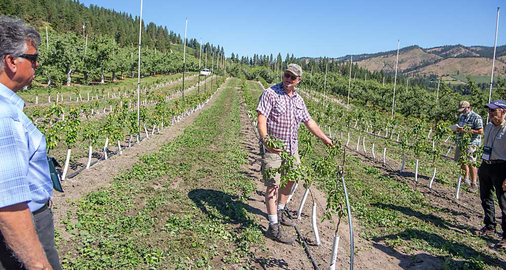 Grower Rudy Prey describes how he might train his new Happi Pear trees once they reach 6 feet. He will alternately tie the top leaders together to form an archway canopy over the drive rows to maximize light interception without a trellis. (Ross Courtney/Good Fruit Grower)