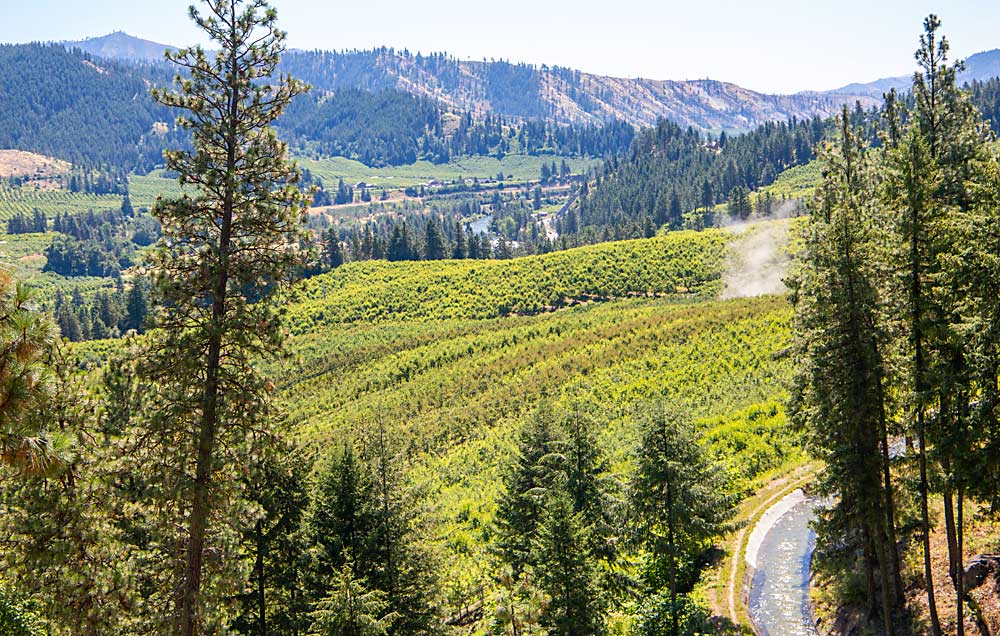 Pear is the dominant fruit in the verdant Wenatchee River Valley, a stark contrast to the arid eastern regions of Central Washington. The International Fruit Tree Association saw pear orchards in both parts of the state during the summer tour in July. (Ross Courtney/Good Fruit Grower)