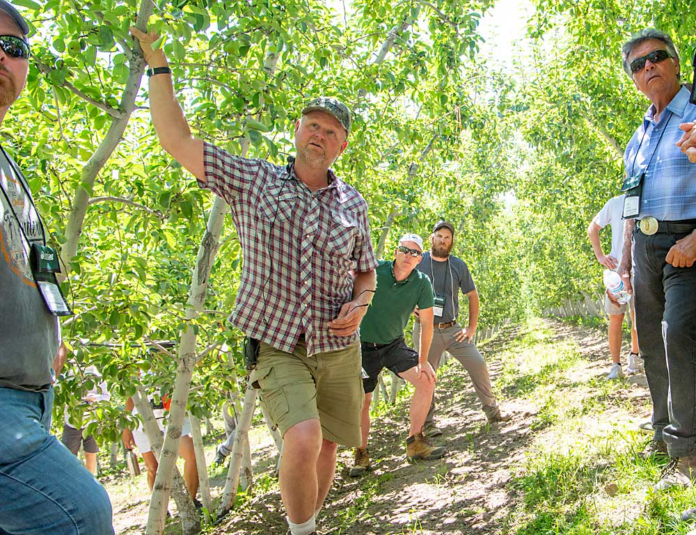 Rudy Prey, center, shows IFTA tour-goers the training system of one of his steep Bartlett blocks near Leavenworth, Washington. He does not use trellises, instead tying the tips of his leaders to those of the neighboring row to create a V-shape. He uses a cat with tracks to spray on his steeper slopes. (Ross Courtney/Good Fruit Grower)