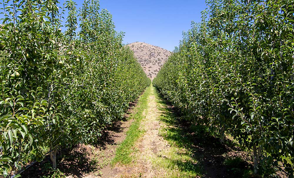 Stemilt Ag Services showed the IFTA tour this Bartlett block, planted in 2017 at 6- by 12-foot spacing on Old Home by Farmingdale 97 roots and trained with two leaders into a fruiting wall, in arid Entiat, Washington, a stark contrast to the green of the nearby Wenatchee River Valley. The company expected 52 bins per acre from the block this fall and aims to use platforms for pruning, thinning and harvest.(Ross Courtney/Good Fruit Grower)