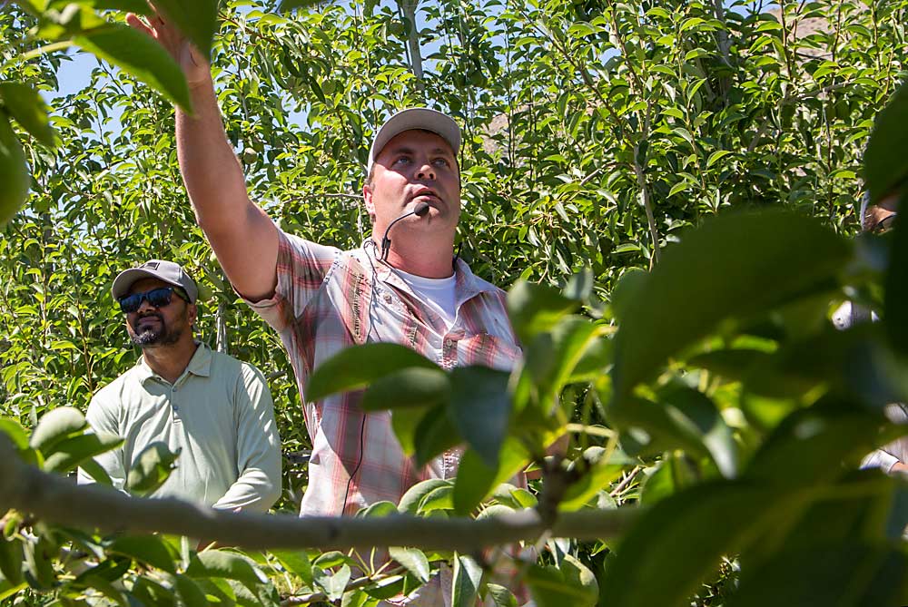 Bryan Mrachek of Stemilt Ag Services discusses pruning and training on a trellised Bartlett block spaced at 6 feet by 12 feet near Entiat, Washington. The company’s goal is to use platforms for pruning, thinning and harvest. (Ross Courtney/Good Fruit Grower)
