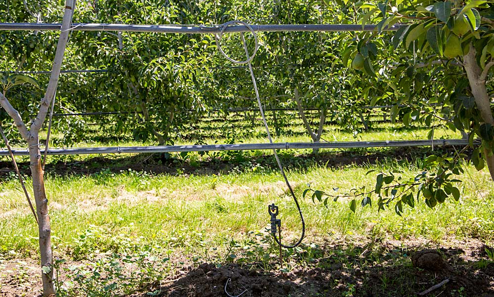 Stemilt attached long hoses to under-canopy sprinkler heads so crews can easily lift them up and hang them on the top wires for overhead honeydew washing later in the season. (Ross Courtney/Good Fruit Grower)