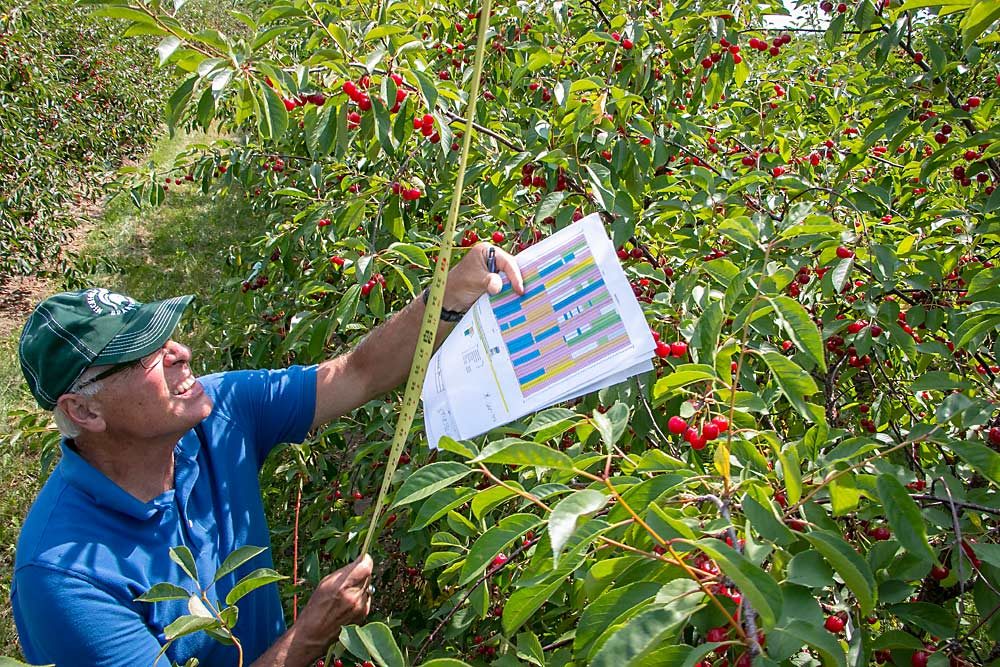 Retired MSU horticulturist Ron Perry measures tart cherry tree canopies in 2017 at trial blocks in Northwest Michigan. Perry and fellow researchers developed a system of high-density tart cherry orchards picked with an over-the-row harvester. The system is efficient and productive, Perry said, but in the industry’s current financial condition, he’s not sure growers are willing to absorb the costs of adopting it. (Ross Courtney/Good Fruit Grower)