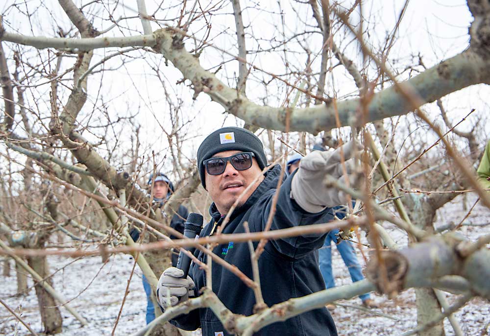 Assistant orchard manager Orlando Huerta of Washington Fruit and Produce Co. shows how he would prune a 1-year-old upright fruiting branch to roughly 10 buds in a block of 14-year-old cherry trees near Zillah. (Ross Courtney/Good Fruit Grower)