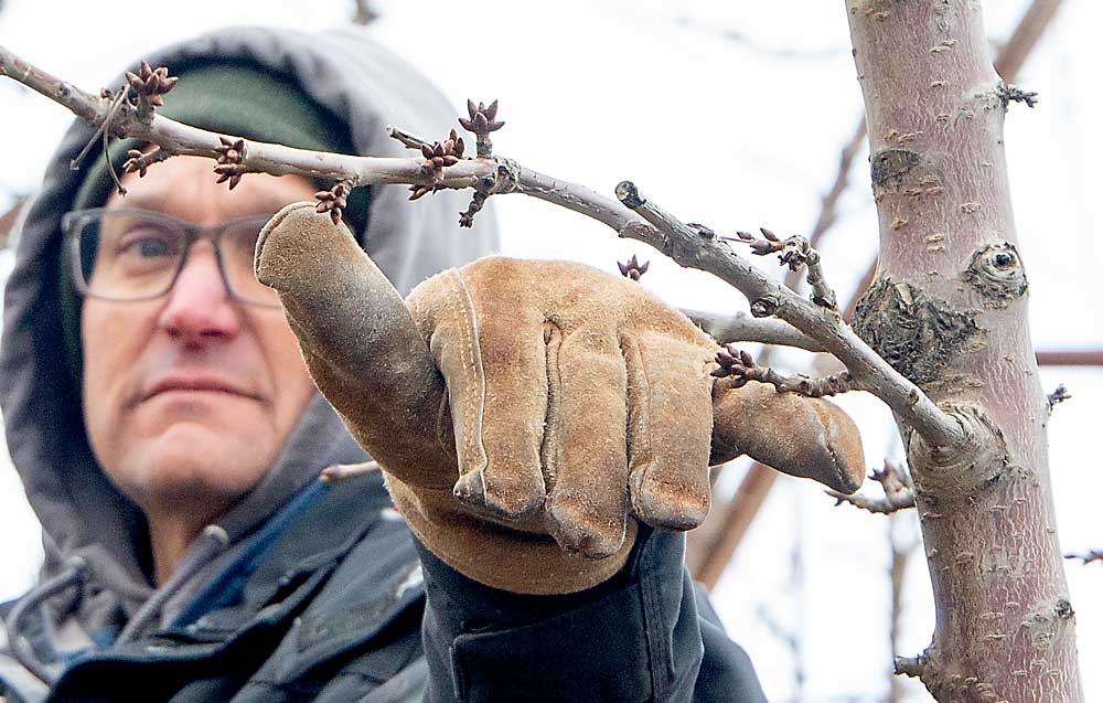 Grower Shawn Gay shows how he would measure pruning back a fruiting lateral to roughly 8 inches in a Coral Champagne block near Benton City. (Ross Courtney/Good Fruit Grower)