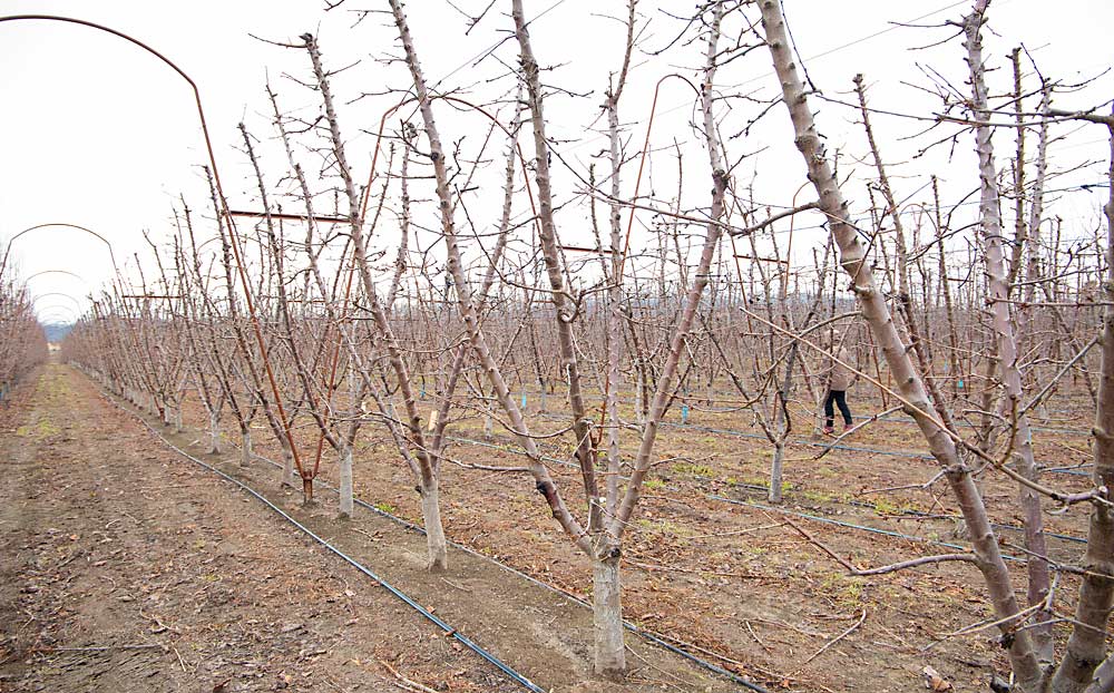 In this block of Coral Champagne cherries, Gay opts for an informally trained four-leader V-system that relies on lateral fruiting wood. (Ross Courtney/Good Fruit Grower)