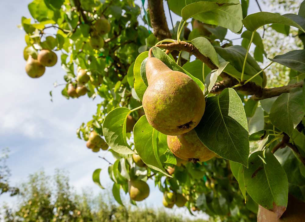 Organic certification can boost grower returns, but growers considering a transition should think about pest control challenges and the marketing opportunities available for organic pears, such as these organic Bosc near Mesa, Washington, photographed in July 2015. (TJ Mullinax/Good Fruit Grower)
