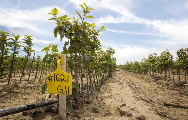 Geneva 11 rootstock at Cameron Nursery in Eltopia, Washington. (TJ Mullinax/Good Fruit Grower)