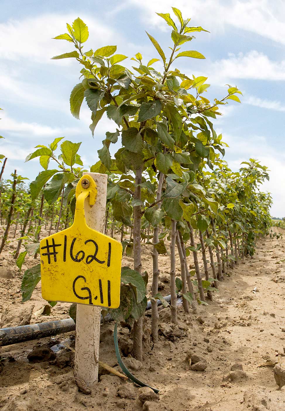 Geneva 11 rootstocks await budding in July 2015 at Cameron Nursery in Eltopia, Washington — still early in the two-year tree-building process. (TJ Mullinax/Good Fruit Grower photo illustration)