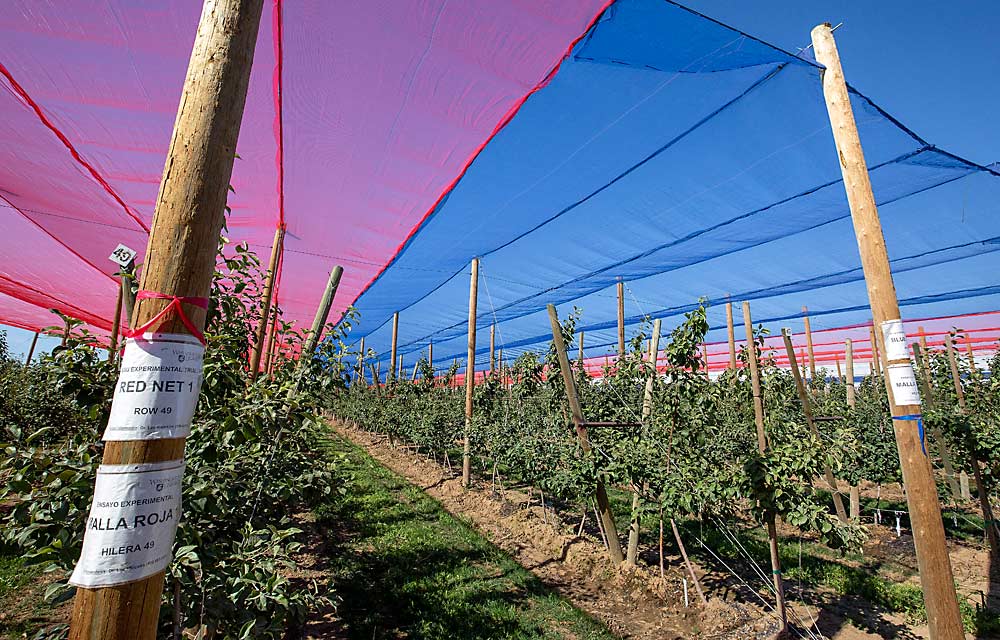 McDougall and Sons hosted this colorful trial, led by Washington State University physiologist Lee Kalcsits, to understand which color of netting provides the best sun protection for this young Honeycrisp block in Quincy, Washington, photographed during a tour in 2015. (TJ Mullinax/Good Fruit Grower)