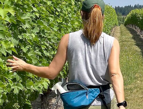 Swipe right for easier pathogen detection in the vineyard