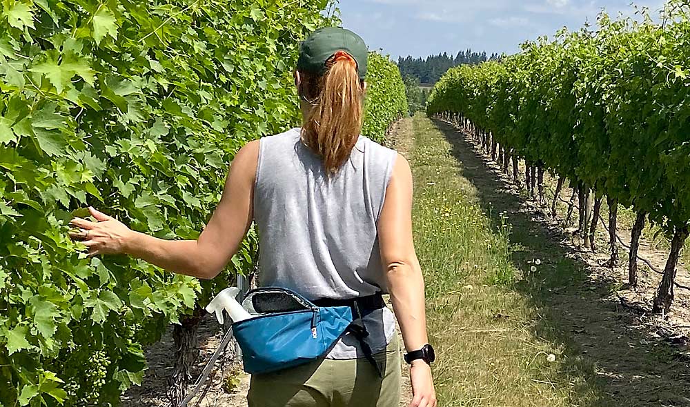 Sarah Lowder demonstrates the “glove swab method” — without a glove — in an Oregon vineyard in 2021. Lowder, an Oregon State University graduate student at the time, developed the method of simply running your hand through a vine row to collect powdery mildew samples, then rubbing a swab on your hand and testing the swab to detect fungicide resistance. Lowder, now with the University of Georgia, said the method does not actually require gloves. You can use your bare hand with no significant difference in results. (Courtesy Sarah Lowder/University of Georgia)