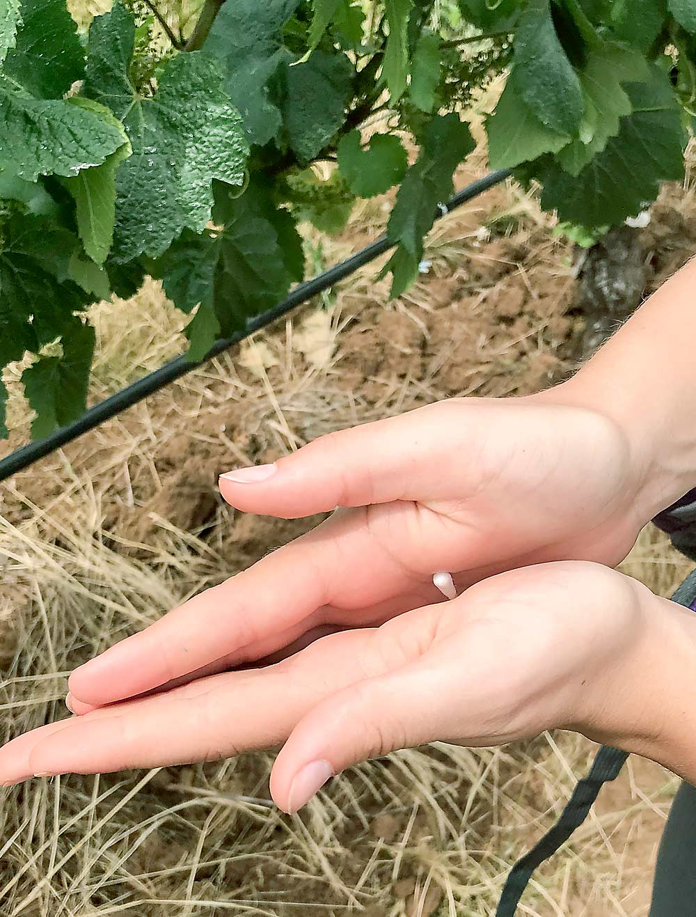 After running your hands across vines and leaves, rubbing them with a swab captures a sufficient sample of pathogens present in the vineyard. The swabs are sent to a lab equipped with rapid DNA testing. (Courtesy Sarah Lowder/University of Georgia)