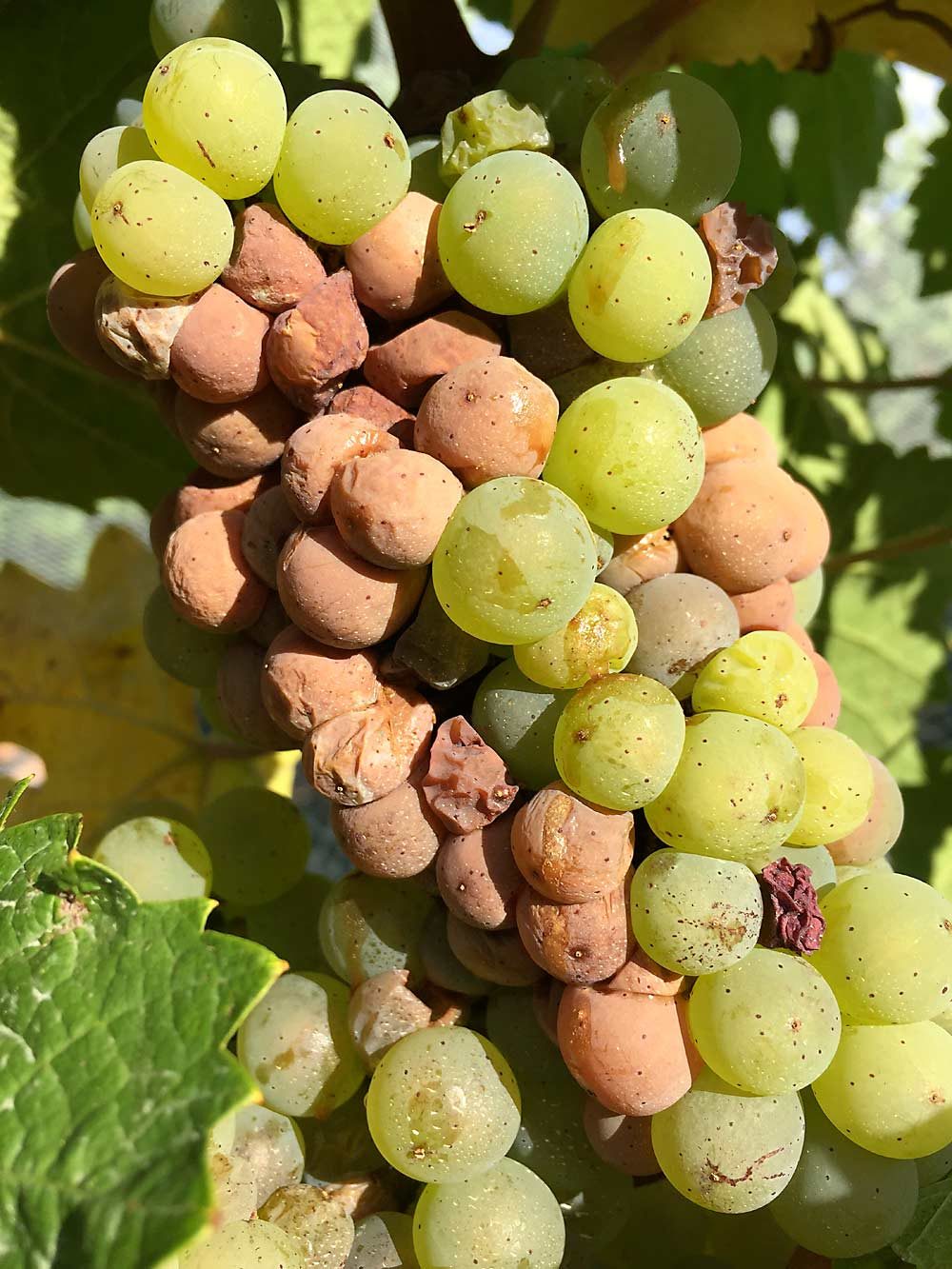 Grapes hit by sour rot turn brown and become vinegary. Recent research is shedding light on this previously little-understood disease, which is all too common in cooler climate wine growing regions of the world. (Courtesy Megan Hall/University of Missouri)
