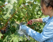 Graduate student Xuefei Wang harvests Cabernet Sauvignon grape clusters in Washington’s Horse Heaven Hills in 2015 for native yeast diversity and fermentation studies. (Courtesy Patricia Okubara)