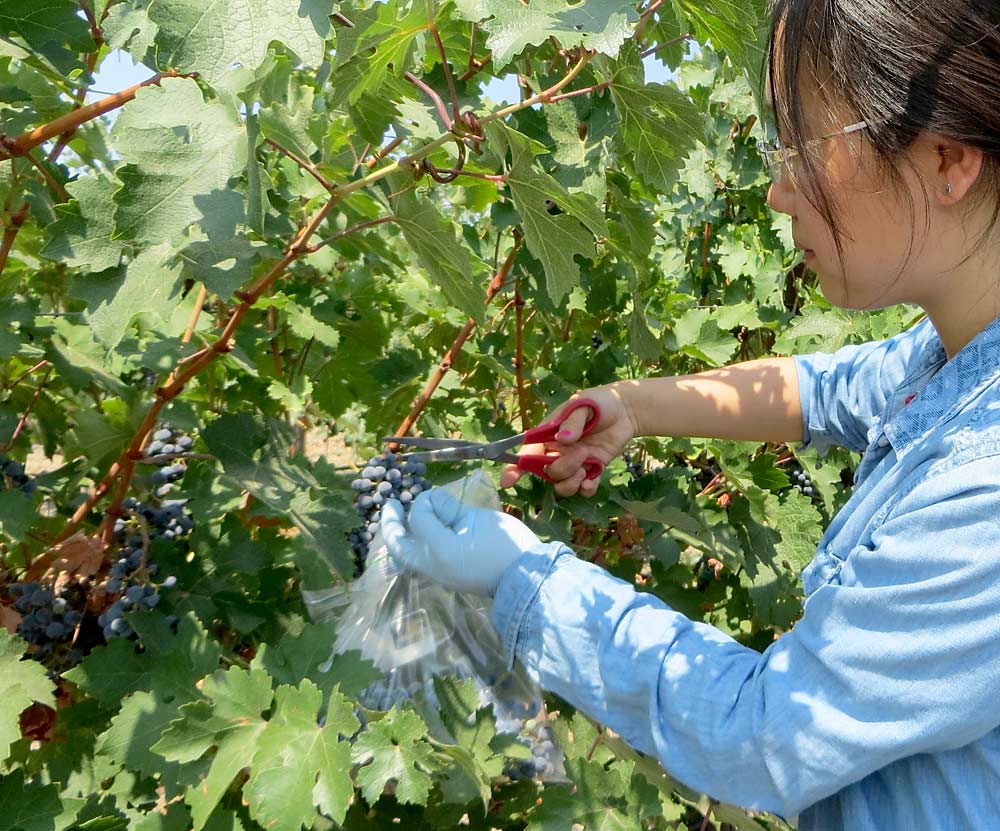 Graduate student Xuefei Wang harvests Cabernet Sauvignon grape clusters in Washington’s Horse Heaven Hills in 2015 for native yeast diversity and fermentation studies. (Courtesy Patricia Okubara)